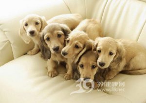 狗狗觸電了應(yīng)該怎么