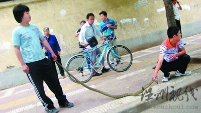 近2米長(zhǎng)花蛇盤(pán)踞在人行道樹(shù)杈上捕鳥(niǎo)(組圖)