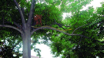 近2米長(zhǎng)花蛇盤踞在人行道樹(shù)杈上捕鳥(niǎo)