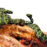 “蛇中大熊貓”莽山烙鐵頭蛇現(xiàn)身韶關(guān)