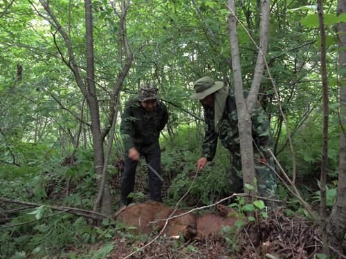 黑龍江迎春林業(yè)局發(fā)現(xiàn)野生東北虎蹤跡(組圖)