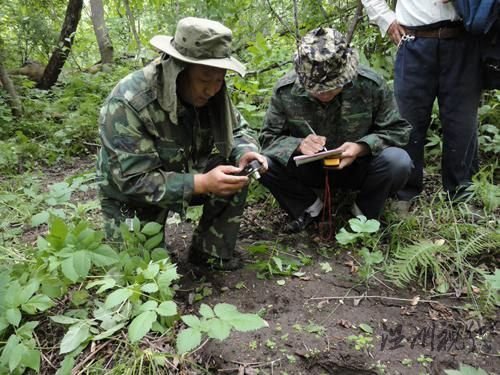 黑龍江迎春林業(yè)局發(fā)現(xiàn)野生東北虎蹤跡(組圖)