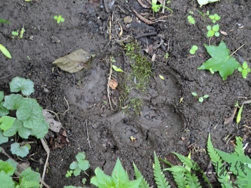 清晰完整的東北虎足印