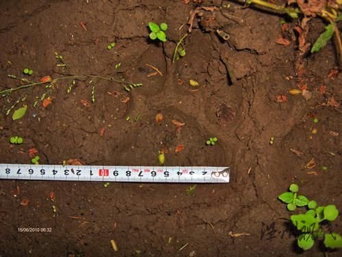 黑龍江迎春林業(yè)局發(fā)現(xiàn)野生東北虎蹤跡(組圖)