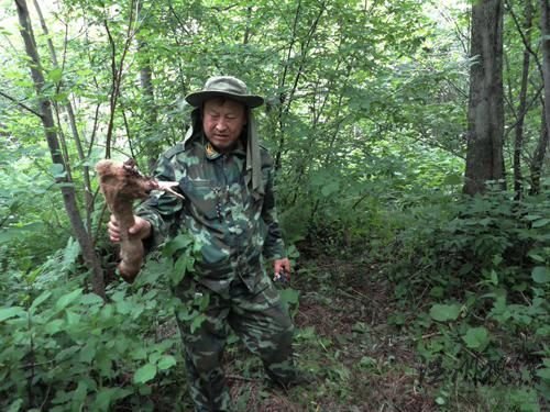 黑龍江迎春林業(yè)局發(fā)現(xiàn)野生東北虎蹤跡(組圖)