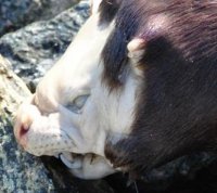 加拿大湖中現“生化異形” 怪物