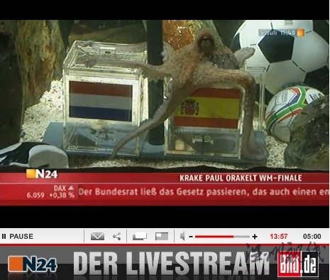 章魚帝預(yù)測西班牙勝荷蘭奪冠季軍戰(zhàn)德國勝烏拉圭