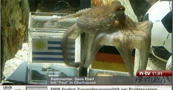 章魚帝預(yù)測西班牙勝荷蘭奪冠季軍戰(zhàn)德國勝烏拉圭