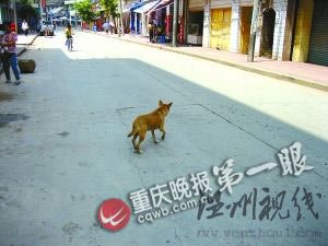 義犬白天流浪覓食夜晚守空宅 主人已逝三年(圖)