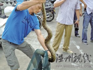 2.4米大蟒蛇盤(pán)踞龍港鬧市 專(zhuān)業(yè)人士介紹是"緬甸蟒"