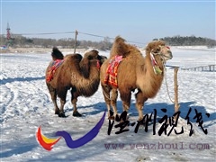 汽車之家 奇瑞汽車 奇瑞a3 2010款 兩廂 1.8mt 尊貴型