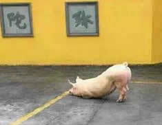 溫州永嘉跪拜祈福豬 正月初四橋頭坦頭村一頭豬跑到