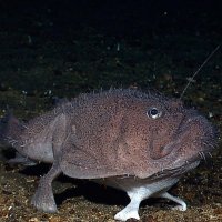 海底新物種－水下機(jī)器人