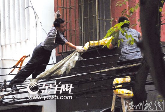 海珠區(qū)居民樓驚現(xiàn)三米長黃金巨蟒 街坊嚇破膽(組圖)