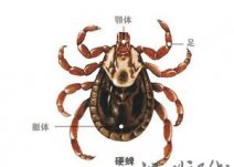 河南信陽多人被蜱蟲咬致死 目前無法預防