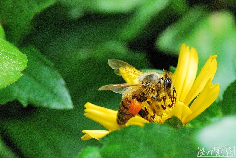 微距攝影－不太注意的昆蟲在微距攝影下如此美麗生
