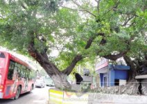 溫州市區望江東路百年古榕樹的樹干被車撞傷