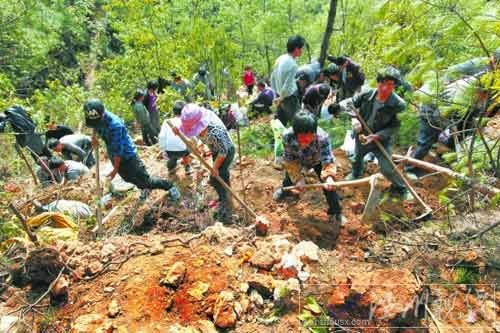 浙江上千人每日上山挖“寶石” 致青山變荒