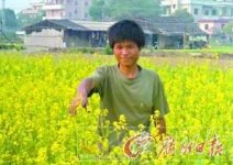 “菜賤傷農(nóng)”菜農(nóng)無奈 商務(wù)部緊急下令緩解“賣菜難