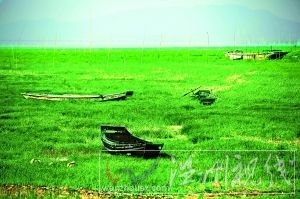 洞庭湖鄱陽湖變成“大草原”