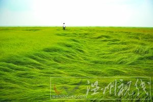 25日，江西省新建縣南磯鄉(xiāng)紅衛(wèi)村1萬畝鄱陽湖水域干涸，湖草長到一尺多高，如同身處大草原。