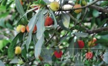 受3月份溫州天氣影響今年的楊梅成熟推遲 茶山梅還