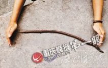 綦江發(fā)現(xiàn)“史前巨蚯蚓” 巨型蚯蚓像蛇那樣長(zhǎng)