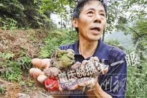 當(dāng)?shù)厝苏f最長的蚯蚓超一米，粗細(xì)超成人拇指