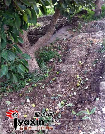 新疆阿拉爾遭10分鐘冰雹襲擊 果園損失慘重