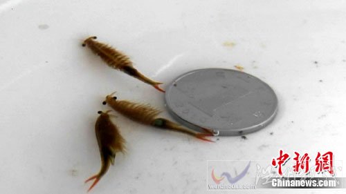 神秘生物現身鄭州像魚像蝦與恐龍同時代（圖）