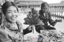 永嘉縣巖坦鎮(zhèn)下潘村楊桐葉遠(yuǎn)銷日韓 留守老人和婦女