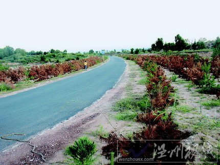 陜西定邊市民反映樹木枯死 林業局長：老百姓吃飽撐的