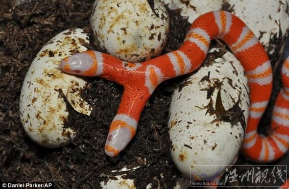 奶蛇喜歡吃昆蟲、小型哺乳動物和鳥類,不過這條蛇可能希望吃雙份 奶蛇喜歡吃昆蟲、小型哺乳動物和鳥類,雙頭白化蛇圖片可能希望吃雙份