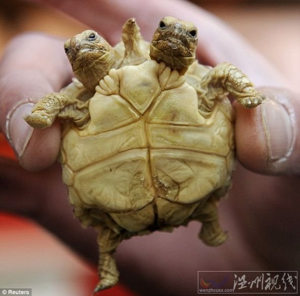 這是在斯洛伐克出生的一只非洲盾臂龜,它現(xiàn)在7周大,左邊的腦袋叫馬德佳,右邊的腦袋叫倫卡 這是在斯洛伐克出生的一只非洲盾臂龜,它現(xiàn)在7周大,左邊的腦袋叫馬德佳,右邊的腦袋叫倫卡