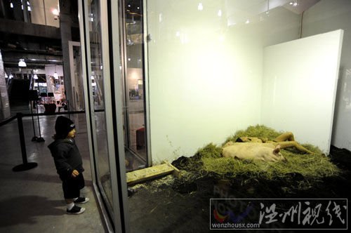 女行為藝術家玩另類:與豬裸睡