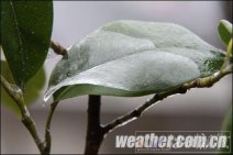 貴州凍雨 22日貴州的凍雨分布在貴陽、安順、威寧等