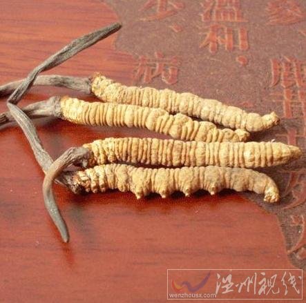 冬蟲夏草是什么