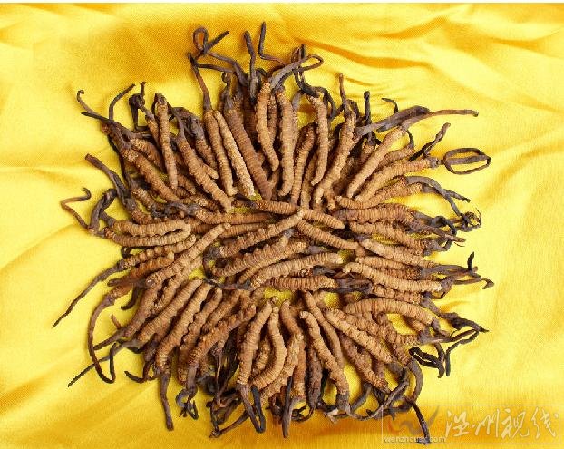 冬蟲夏草是什么