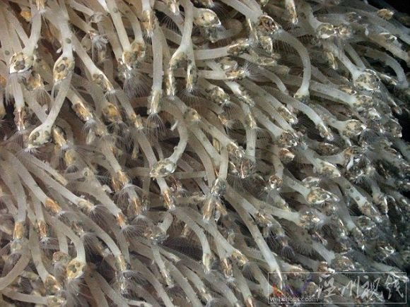 生活在2400米深水底南極新物種