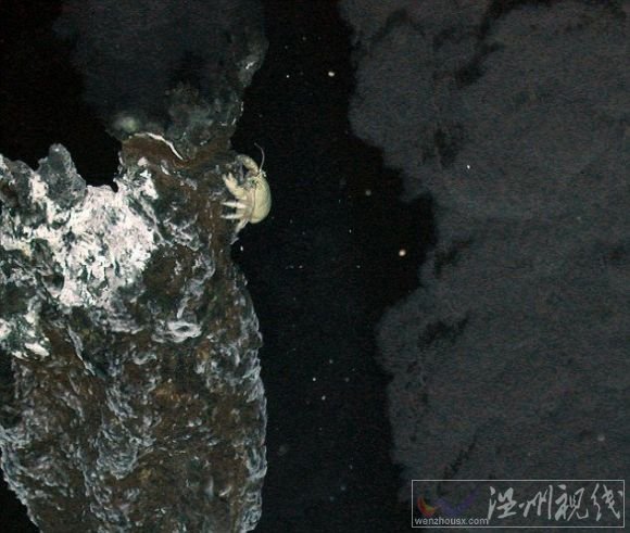 生活在2400米深水底南極新物種