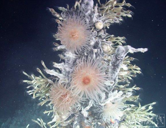 生活在2400米深水底南極新物種