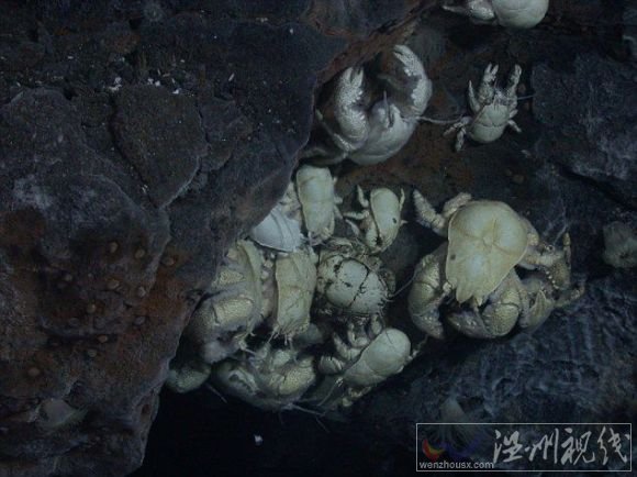 生活在2400米深水底南極新物種