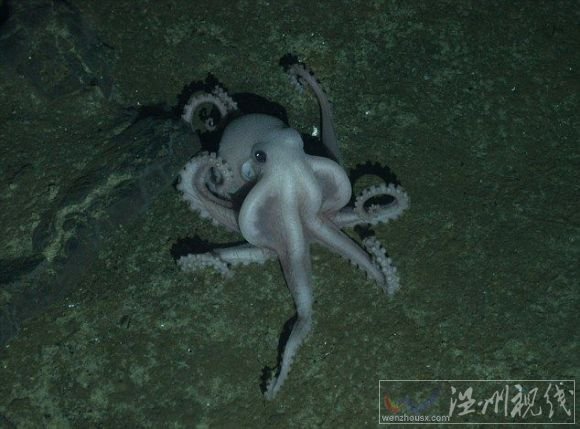 生活在2400米深水底南極新物種