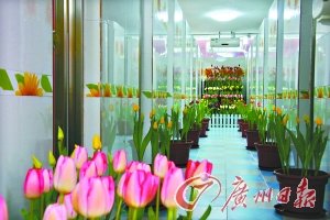 南沙百萬葵園郁金香