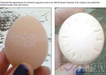 英國有一只母雞羅茜下的蛋能預測天氣 蛋殼花紋成“