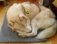 山東棗莊滕州野狼事件續 原來活捉的滕州野狼是哈士