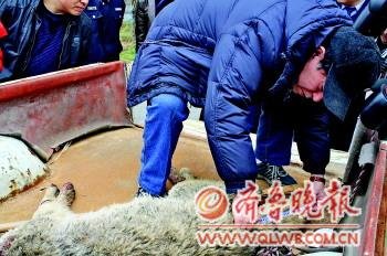 山東棗莊目擊者辨認：被擊斃的正是傷人野狼