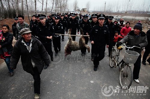 山東棗莊野狼咬人續(xù)：當?shù)胤Q或不止一只狼(圖)