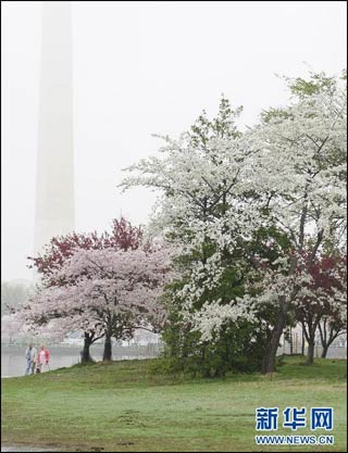 櫻花開放的好天氣