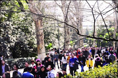 武漢氣溫回升或?qū)⑷氪?本周末迎“櫻花大考”